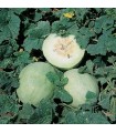 Melon Honey Dew - graines non traitées