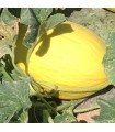 Melon jaune napolitain - graines non traitées