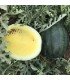Watermelon Janosik - untreated seeds