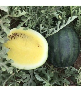 Sandia Janosik - semillas no tratadas