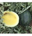 Watermelon Janosik - untreated seeds