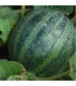 Melon Ananas de America - untreated seeds