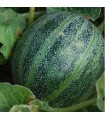 Melón Ananas de America - semillas no tratadas
