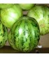 Manduria Round Cucumber - Untreated Seeds