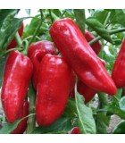 Sweet and hot peppers