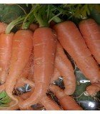 Carrots and parsnips