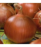 Cebollas y cebolletas