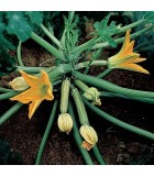 Calabacines y calabazas